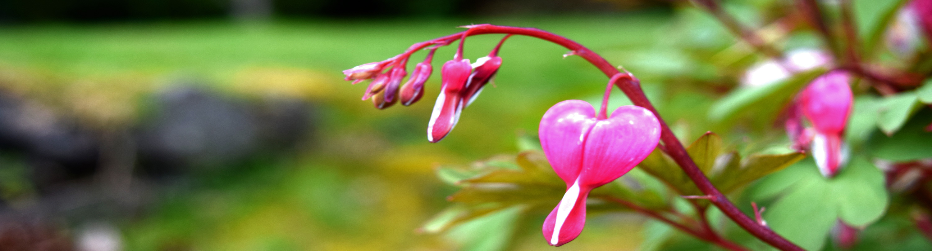 bleeding hearts